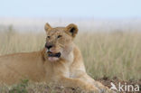 Lion (Panthera leo) 