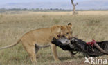 Leeuw (Panthera leo) 