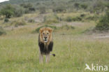 Lion (Panthera leo) 