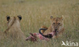 Leeuw (Panthera leo) 