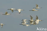 Lepelaar (Platalea leucorodia)