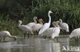 Lepelaar (Platalea leucorodia)