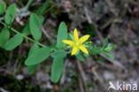 Liggend hertshooi (Hypericum humifusum)