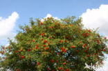 Moutain Ash (Sorbus)