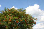 Moutain Ash (Sorbus)