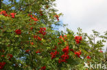 Moutain Ash (Sorbus)