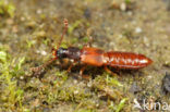 Manda mandibularis