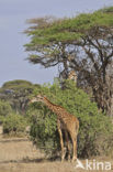 Masai giraffe (Giraffa camelopardalis tippelskirchi)