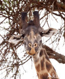 Masai giraffe (Giraffa camelopardalis tippelskirchi)