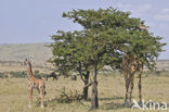 Masai giraffe (Giraffa camelopardalis tippelskirchi)