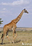 Masai giraffe (Giraffa camelopardalis tippelskirchi)