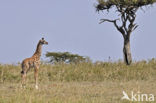 Masai giraffe (Giraffa camelopardalis tippelskirchi)