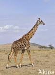 Masai giraffe (Giraffa camelopardalis tippelskirchi)