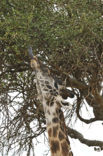 Masai giraffe (Giraffa camelopardalis tippelskirchi)