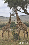 Masai giraffe (Giraffa camelopardalis tippelskirchi)