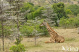 Masai giraffe (Giraffa camelopardalis tippelskirchi)