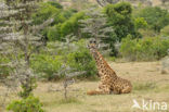 Masai giraffe (Giraffa camelopardalis tippelskirchi)