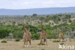 Masai giraffe (Giraffa camelopardalis tippelskirchi)