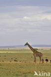 Masai giraffe (Giraffa camelopardalis tippelskirchi)