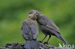 Eurasian Blackbird (Turdus merula)
