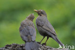 Merel (Turdus merula)