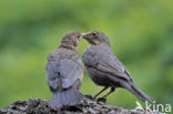 Eurasian Blackbird (Turdus merula)