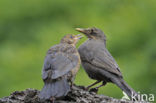 Merel (Turdus merula)