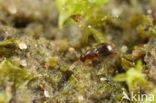 Microscydmus minimus