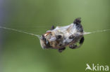 flies (Milichiidae)