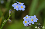 Waterforget-me-not (Myosotis scorpioides)