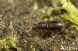 Monotoma longicollis