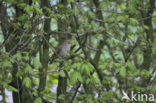 Common Nightingale (Luscinia megarhynchos)