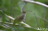 Common Nightingale (Luscinia megarhynchos)