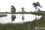 Nationaal Park Drents-Friese Wold