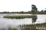 Nationaal Park Drents-Friese Wold