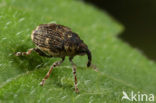 Nedyus quadrimaculatus