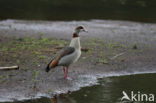 Egyptian Goose (Alopochen aegyptiaca)