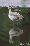 Egyptian Goose (Alopochen aegyptiaca)