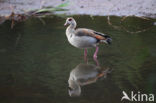 Egyptian Goose (Alopochen aegyptiaca)