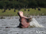 Hippopotamus (Hippopotamus amphibius) 