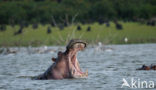 Nijlpaard (Hippopotamus amphibius) 