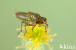 Subarctic Darner (Aeshna subarctica)