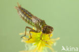 Subarctic Darner (Aeshna subarctica)