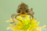 Subarctic Darner (Aeshna subarctica)