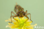 Subarctic Darner (Aeshna subarctica)