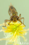 Subarctic Darner (Aeshna subarctica)