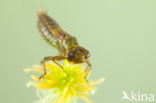 Subarctic Darner (Aeshna subarctica)