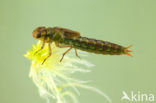 Subarctic Darner (Aeshna subarctica)