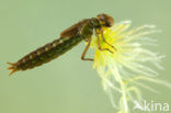 Subarctic Darner (Aeshna subarctica)