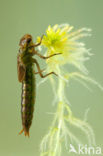 Subarctic Darner (Aeshna subarctica)